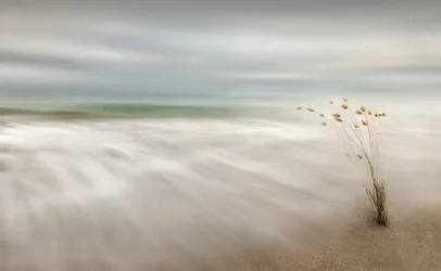 Serene Coastal Sway