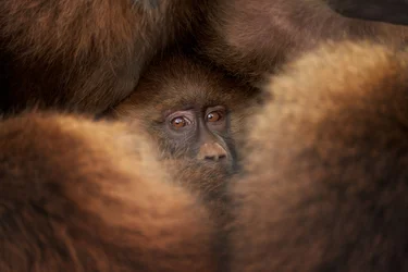Watching Baby Monkey