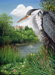 Herons at Chilham, 1986