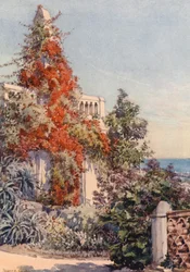 Bougainvillaea, Algiers