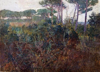 Pinewoods in Torre del Lago
