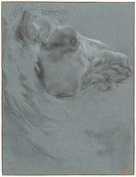 Head of a Horse