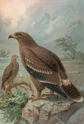Engraving - Nepal Eagle - Females - Aquila Nipalensis