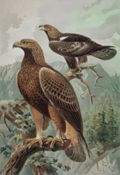 Engraving - Golden Eagle - Adult Male (1) and Female (2) Aquila Chrysaetos