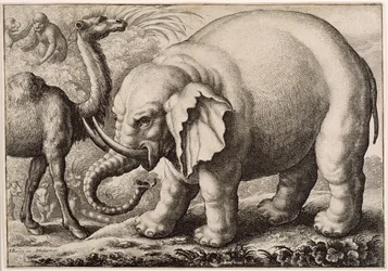 An Elephant and a Camel, engraved by Wenceslaus Hollar (1607-77) 1663