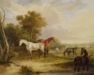 Horses Grazing: A Grey Stallion grazing with Mares in a Meadow