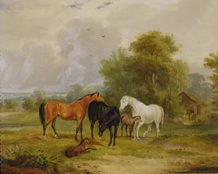 Horses Grazing: Mares and Foals in a Field