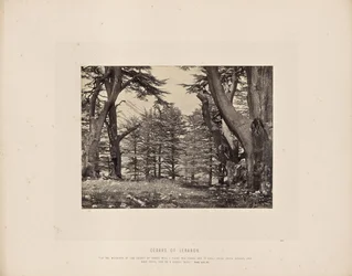 Cedars of Lebanon
