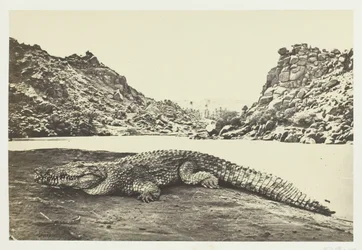 Crocodile on a Sand-Bank, 1857