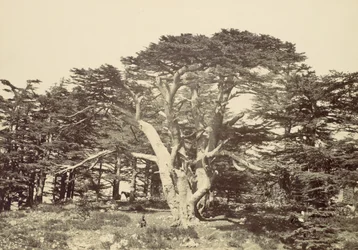 The Largest of the Cedars, Mount Lebanon