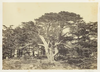 The Largest of the Cedars, Mount Lebanon