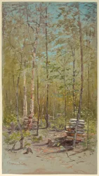 Birch Trees