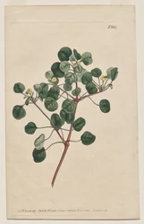 The Botanical Magazine or Flower Garden Displayed: Plate 883, Euphorbia Petiolaris. Long-Stalked Spurge