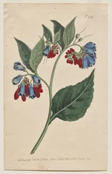 The Botanical Magazine or Flower Garden Displayed: Plate 929, Symphyum Asperrim. Prickly Comfrey. [Symphytum asperum]
