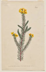 The Botanical Magazine or Flower Garden Displayed: Plate 944, Dillwynia Glaberrima. Smooth-Leaved Dillwynnia. [Dillwynia ericifolia gaberrima]