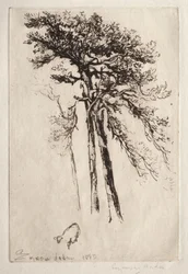 The Latest Tree