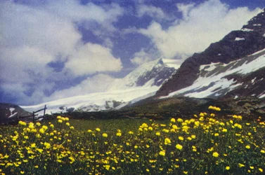 Trollius on the Simplon Pass