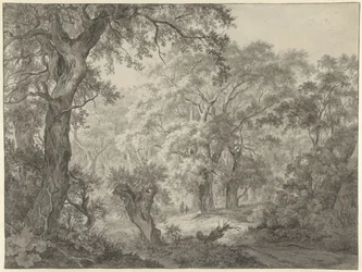 Forest Landscape