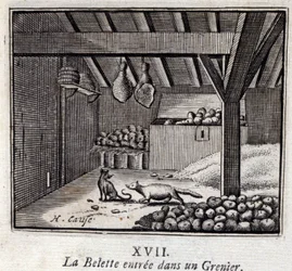 The Weasel Entered a Granary