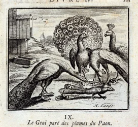 The Jay Adorns Peacock Feathers