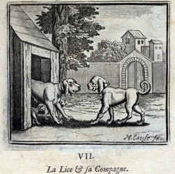 The Lice and Her Companion