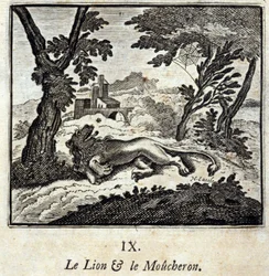 The Lion and the Flycatcher