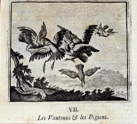 Vultures and Pigeons. Fables by Jean de La Fontaine. Illustration by François Chauveau. Edition of 1728.