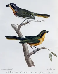 Adult Male and Young of Olive Bushshrike (Telophorus olivaceus)