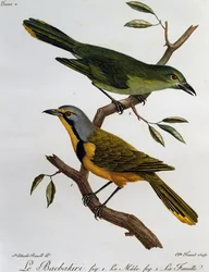 Bokmakierie Bushshrike (Telophorus zeylonus), engraving from Histoire Naturelle des Oiseaux d