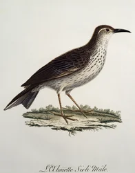 Cape Longbill male (Certhilauda curvirostris), engraving from Histoire Naturelle des Oiseaux d