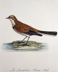 Cape Wagtail Male (Motacilla capensis)