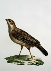 Female Cuckoo Roller, engraving from Histoire Naturelle des Oiseaux d