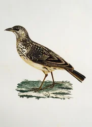 Large-billed Lark (Galerida magnirostris)