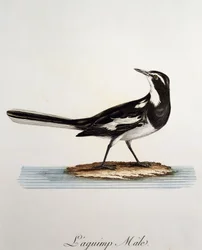 Male African Pied Wagtail (Motacilla aguimp)