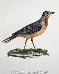 Male Cape Longclaw (Macronyx capensis), engraving from Histoire Naturelle des Oiseaux d