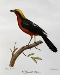 Male Common Gonolek (Laniarius barbarus)