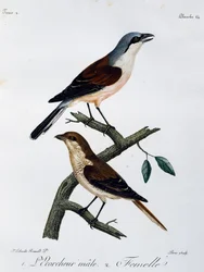 Male and Female of Red-backed Shrike (Lanius collurio)