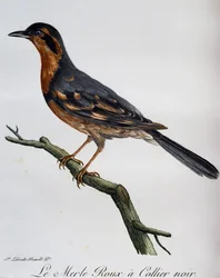 Merle roux collier noir, engraving from Histoire Naturelle des Oiseaux d