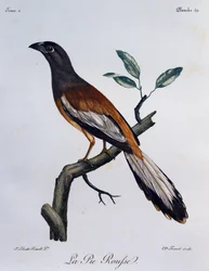 Rufous Treepie (Dendrocitta vagabunda)