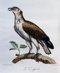 Short-toed Snake-Eagle (Circaetus gallicus), engraving from Histoire Naturelle des Oiseaux d