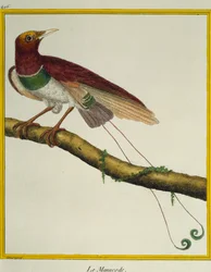 King bird-of-paradise (Cicinnurus regius), from the Histoire naturelle des oiseaux