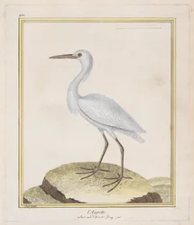 The Egret