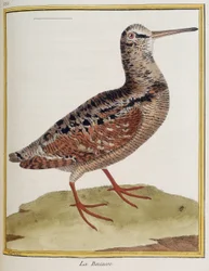 La becasse, plate 885 of zoology from 