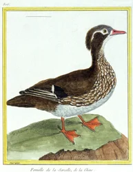 Chinese Teal. Engraving by Francois Nicolas Martinet in: Histoire naturelle des oiseaux, by Georges Louis Leclerc de Buffon, France, c.1777 (colour engraving)