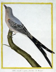 Flycatcher of Mexico. Engraving by Francois Nicolas Martinet in: Histoire naturelle des oiseaux, by Georges Louis Leclerc de Buffon, France, c.1777