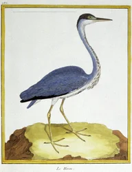 Heron. Engraving by Francois Nicolas Martinet in: Histoire naturelle des oiseaux, by Georges Louis Leclerc de Buffon, France, c.1777