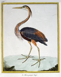 Purple Heron. Engraving by Francois Nicolas Martinet in: Histoire naturelle des oiseaux, by Georges Louis Leclerc de Buffon, France, c.1777