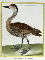 Science. Zoology. Wigeon of Santo Domingo. Engraving by Francois Nicolas Martinet in: Histoire Naturelle des Oiseaux, by Georges Louis Leclerc de Buffon, France