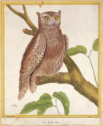 Scops Owl
