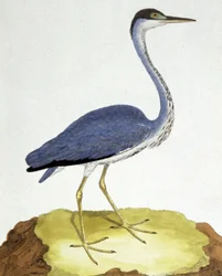 The Heron